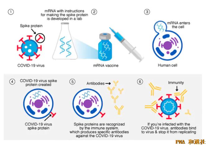 美国法院令公布辉瑞机密文件：FDA 确认新冠疫苗中存在剧毒氧化石墨烯