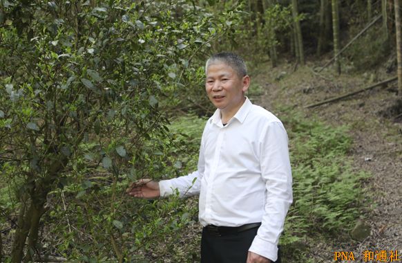 访湖南省茶叶研究所所长张曙光：深耕湖南千亿茶产业，创科技引领绿水青山