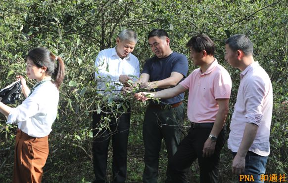 访湖南省茶叶研究所所长张曙光：深耕湖南千亿茶产业，创科技引领绿水青山