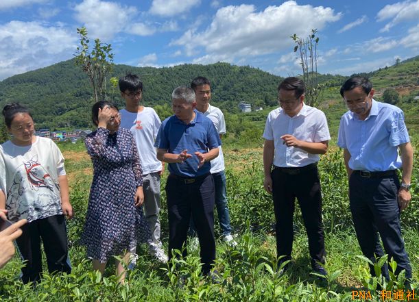 访湖南省茶叶研究所所长张曙光：深耕湖南千亿茶产业，创科技引领绿水青山